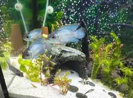 3 electric blue accara