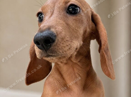 Beautiful clear red mini dachshund girl