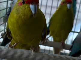 Beautiful Kakriki for sale