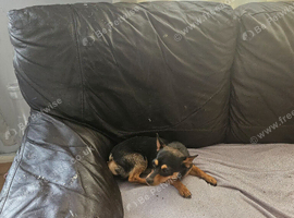 Dog