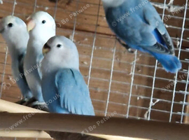 Lovebirds youngsters Alford Lincolnshire