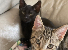 Brother and sister kittens