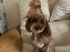 Girl poodle needs a new home