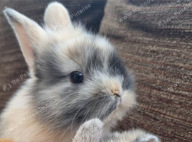 Beautiful baby bunnies