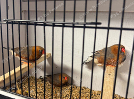 Orange zebra finch