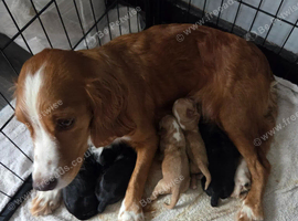 5 Beautiful boy Cocker spaniels