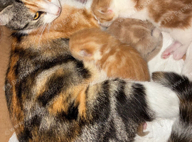 Rare kittens Sale