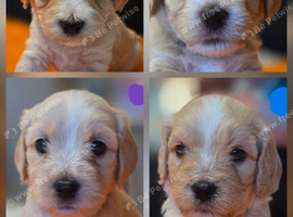 Cavapoochon