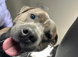 Blue/Brindle Staffy for Stud