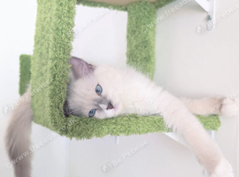 Stunning TICA ragdoll kitten ready now