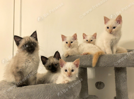 Ragamese Kittens for Sale
