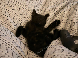 Female kitten