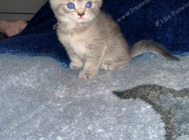 Adorable British Shorthair kittens