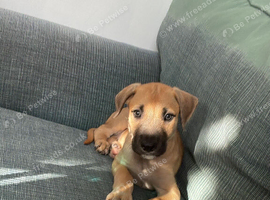 male lurcher cross staffie
