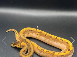 Enchi Pinstripe (Stinger Blast) Calico Ball Python