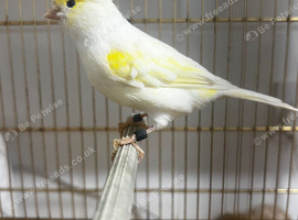 1 pair of dimarphic canaries