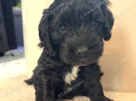 Cockapoo puppies Ready beginning Nov