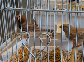 Various finches