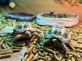 Horsfields Tortoises at Birmingham Reptiles