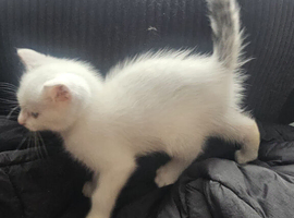 Beautiful white British short-hair kitten