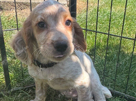 Ready now! Gorgeous cocker spaniel puppies
