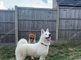 American akita legend