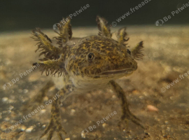 Male axolotl