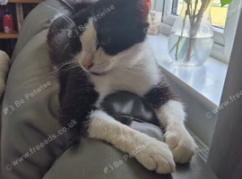 Female cat in need of a new home