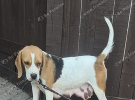 5 beagle puppies