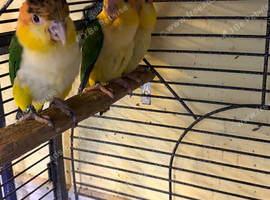 Adorable baby caique