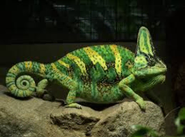 WANTED FEMALE YEMEN CHAMELEON