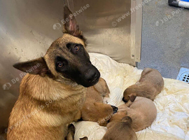 10 week old Belgian malinois