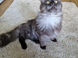 Maine coon boy