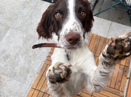 7 month old sprocker