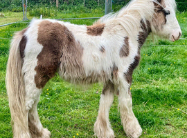 Silver dapple & white yearling to make 13.2hh