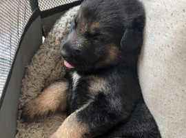 4 puppies