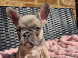 Lovely French bulldog make