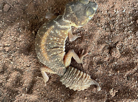 Proven Nephrurus Levi female
