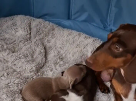 Minature dachshound