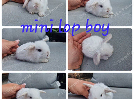 Mini lop babies available for reserve