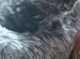 Adorable kittens for sale