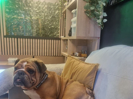 Gorgeous English bulldog male