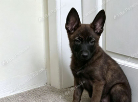 Belgian Shepherd Male Pup for Sale