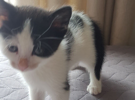 &ldquo;5‑week‑old boy kitten