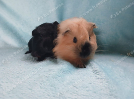 What a lovely pair of boy guinea pigs