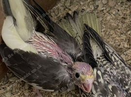 Baby cockatiels