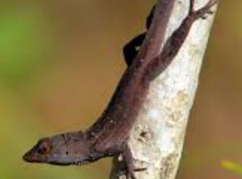 Brown anole