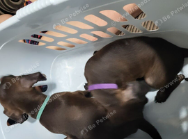 Patterdale terrier pups