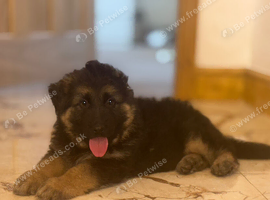 Male GSDS ready tomorrow!