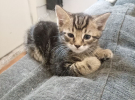 Tabby girl kitten